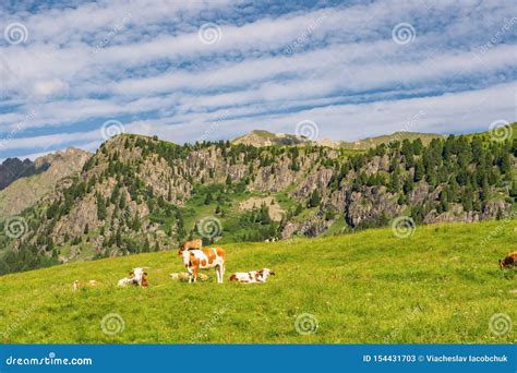 Beautiful Alps With Livestock On Green Pasture Stock Image Image Of