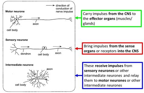 Structure Of Neurones