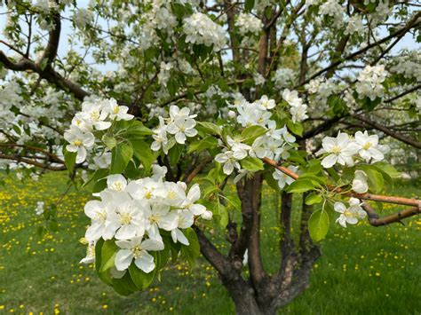 White Cherry Blossom Tree Iii By Daanton On Deviantart