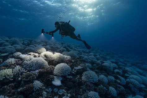 Finding Bright Spots In The Global Coral Reef Catastrophe Yale E360