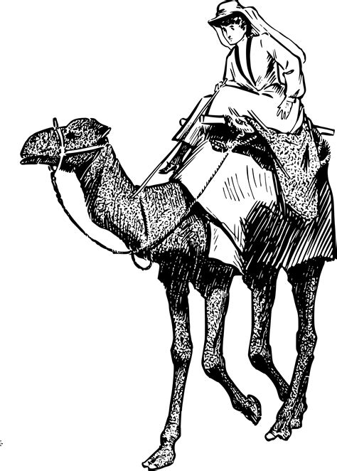 Free Camel Ride Cliparts Download Free Camel Ride Cliparts Png Images