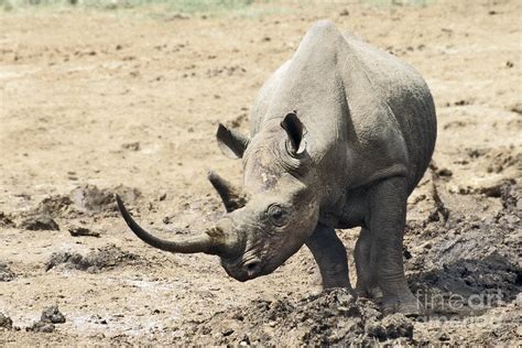 Black Rhino Diceros Bicornis Photograph By Liz Leyden Pixels