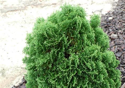An arborvitae is a narrow and dense evergreen tree that is extremely easy to grow. Hot Head® | Gardeners Confidence Collection®