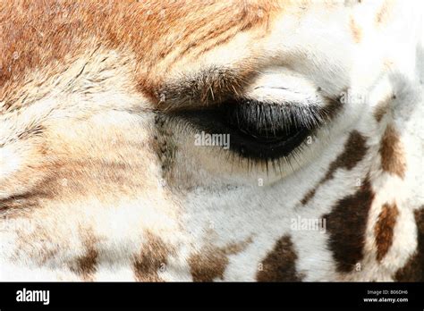 Giraffe Eyelashes Hi Res Stock Photography And Images Alamy