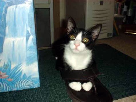 21 Photos Of Shoe Obsessed Cats That Will Make You Laugh Thecatsite