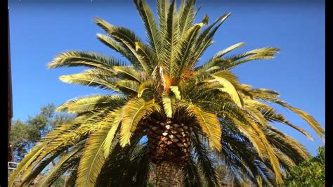 The Skinny On The Fat Trunk Canary Palm Phoenix Canariensis Youtube