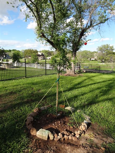 Makes an excellent choice for baking and the elberta peach is the most popular and most commonly planted peach tree in north texas. Rebecca's Texas Garden: Florida Prince Peach Tree