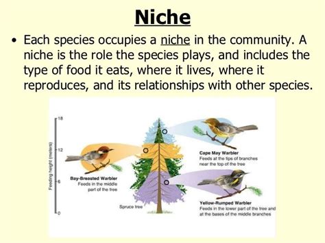 Definition Of Niche In Ecology Definitionka