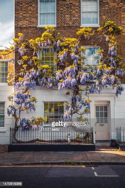 Pink Wisteria Photos And Premium High Res Pictures Getty Images