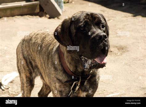 The Sandlot Dog Hi Res Stock Photography And Images Alamy