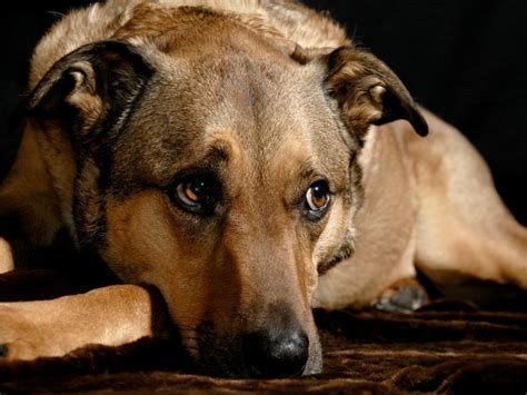 Historias De Perros Que No Abandonan A Sus Dueños Tras Su Muerte Todo