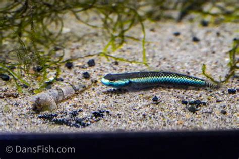 Neon Blue Goby Stiphodon Sp Dans Fish