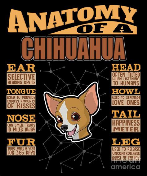 Anatomy Of A Chihuahua Digital Art By Jose O