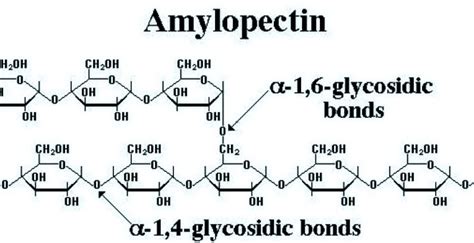 The Difference Between Amylase And Amylopectin Is A Class 12 Chemistry