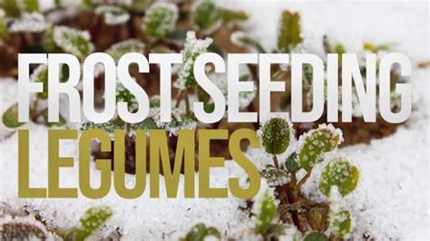 Frost Seeding Legumes Its Almost Time Beech Tree News Network