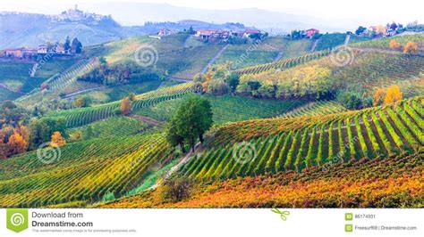 Amazing Vast Plantation Of Vineyards In Piemonte Famous Vine Re Stock