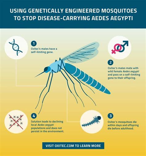 The Us Has Launched Genetically Modified Mosquitoes To Comb