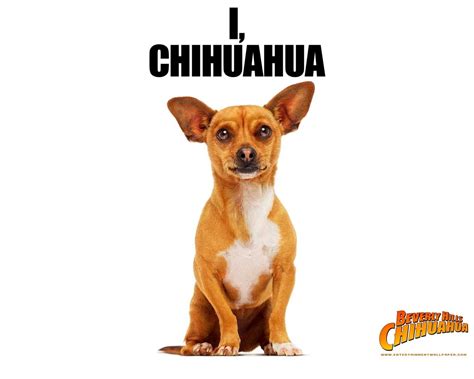 Papi Of Disneys Beverly Hills Chihuahua Chihuahua Beverly Hills