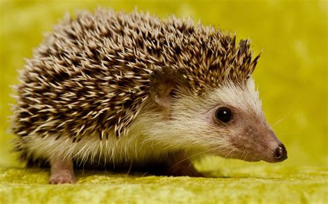 Hedgehog Hd Wallpaper Background Image 2560x1600