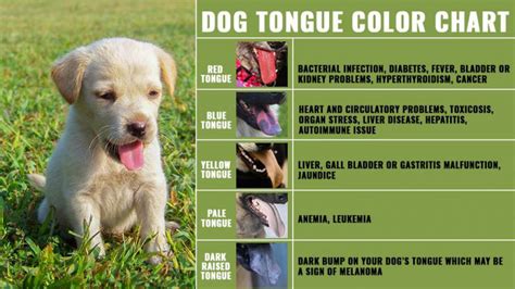 Dog Tongue 10 Must Know Facts About The Dogs Health Checker Petmoo