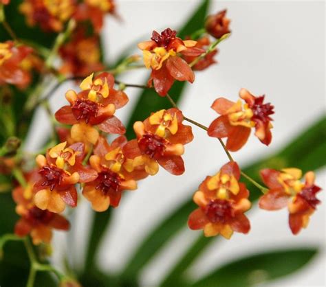 Oncidium Twinkle Orchid Hybrid Plant Care And Culture
