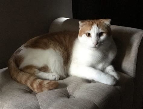 So our two cats are both declawed and spayed/neutered. Scottish Fold Cat For Adoption Near Me - The W Guide