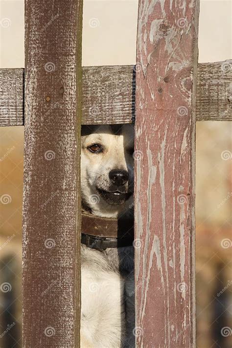 Dog Behind Fence Stock Image Image Of Fence Friendship 3653545