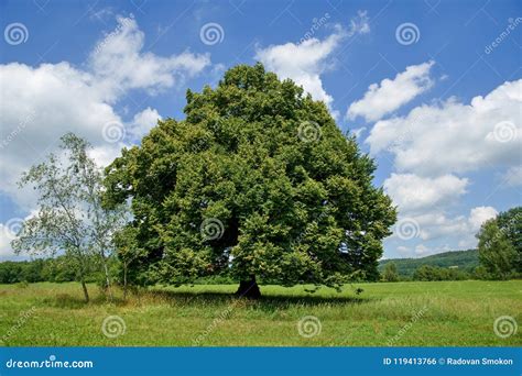 Single Tree In Countryside Stock Photo Image Of Hilltop 119413766