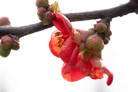 Fondo Fotografía De Flor De Ciruelo Rojo Fondo Flor De Ciruela Griego