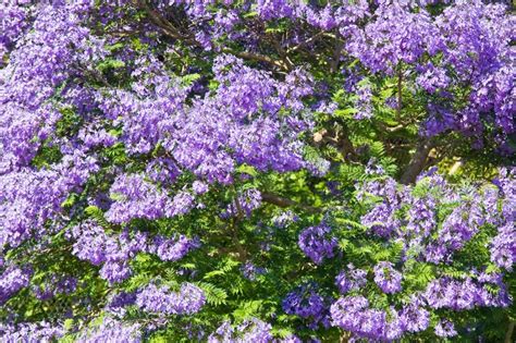 Maybe you would like to learn more about one of these? A - Z Trees and Shrubs Finder - Nurseries Online