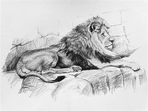 Sketch Full Body Lion Drawing Drawings Of Love