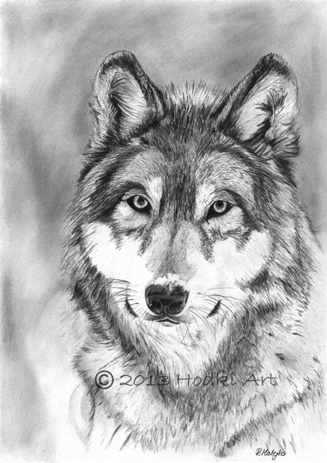 Original Wolf Pencil Portrait Drawing 8x12 By Hodkiart On Etsy £2500