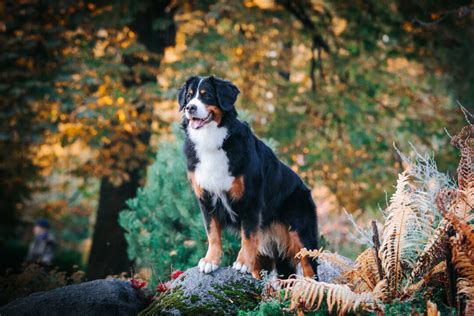 6 Best Bernese Mountain Dog Breeders In Ontario 2022