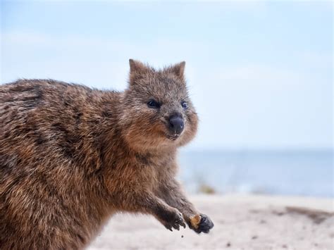 Meet The Quokka Rottnest Islands Most Famous Critter