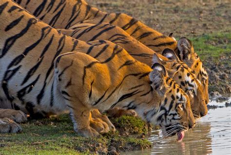 10 Things You Need To Know About Bengal Tigers Nature Infocus