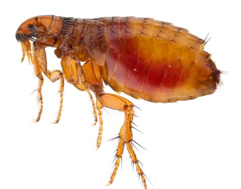 Rid Your Home Of Fleas In These 5 Simple Steps Uk