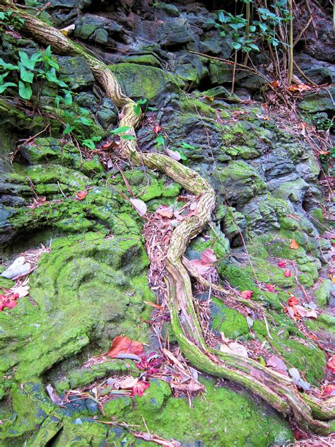 Near The Fern Grotto Rain Forest Rock Outcrop With Plants Moss