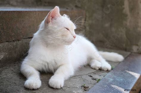 White Cat Lay Down And Sleep On Concrete Stairs Outdoors Stock Photo