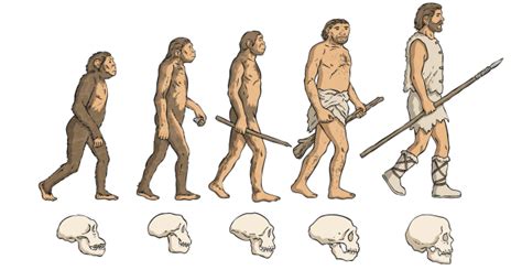 Timeline Of Human Evolution History Science Wiki