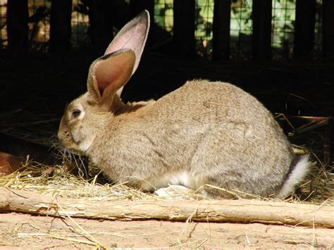 'World's biggest rabbit' stolen from owner's home - Newsbook