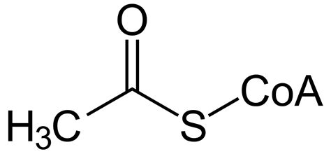 Buttersäure ist eine farblose flüssigkeit, die in konzentrierter form nach ranziger butter riecht. ファイル:Acetyl-CoA.svg - Wikipedia