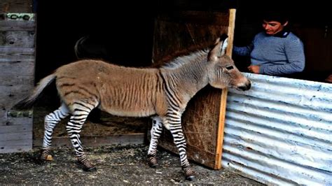 Meet Ippo A Charming Zonkey Who Is Half Zebra Half Donkey Video