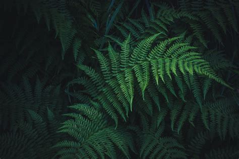 69 Fern Hd Wallpapers Background Images Wallpaper Abyss