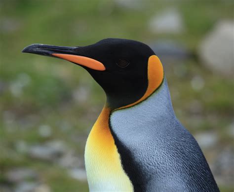 King Penguin Animal Database