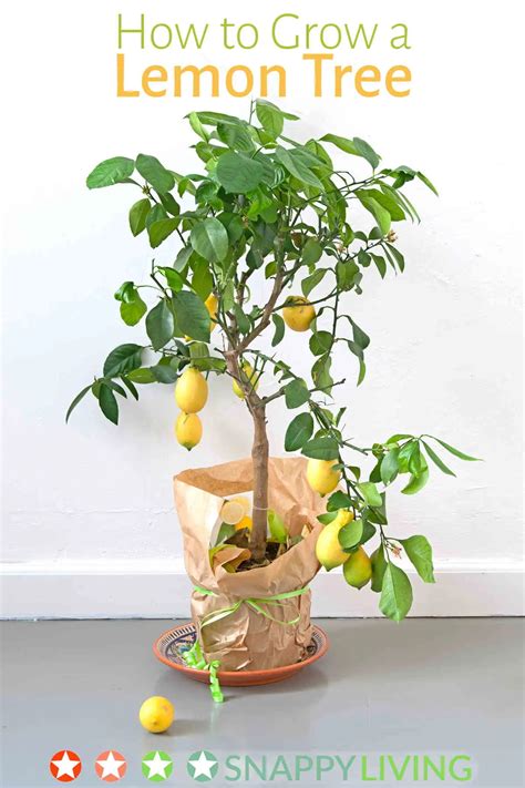 How To Grow A Lemon Tree Snappy Living