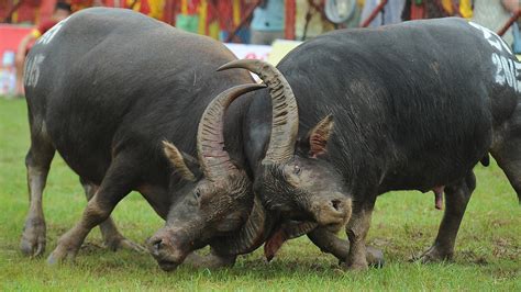 Vietnams Buffalo Fighting Festival Spans The Centuries Nbc News