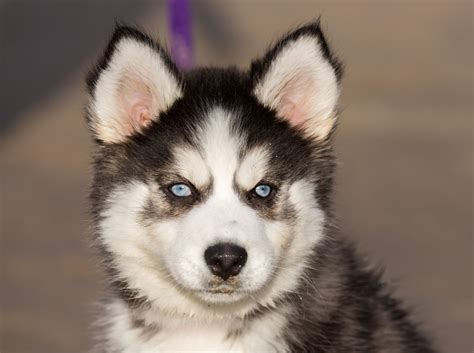 13 Terrific Facts About Siberian Husky Puppies Furry Babies