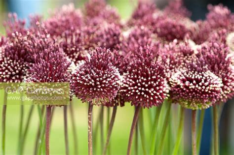 Allium Red Mohican Stock Photo By Lee Avison Image 0557122