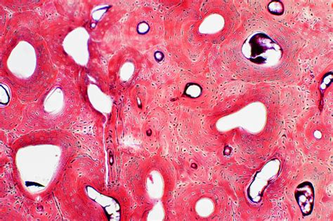 Histology Of Human Compact Bone Tissue Under Microscope View For