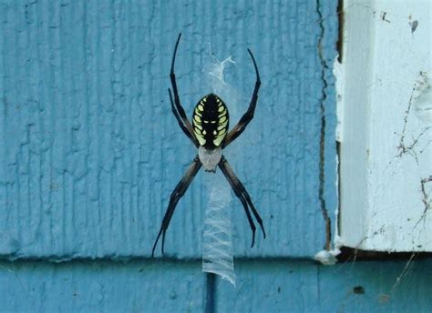 17 New York Spiders That Will Make Your Skin Crawl